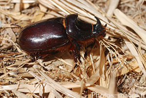 Oryctes nasicornis